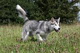 ALASKAN MALAMUTE 714